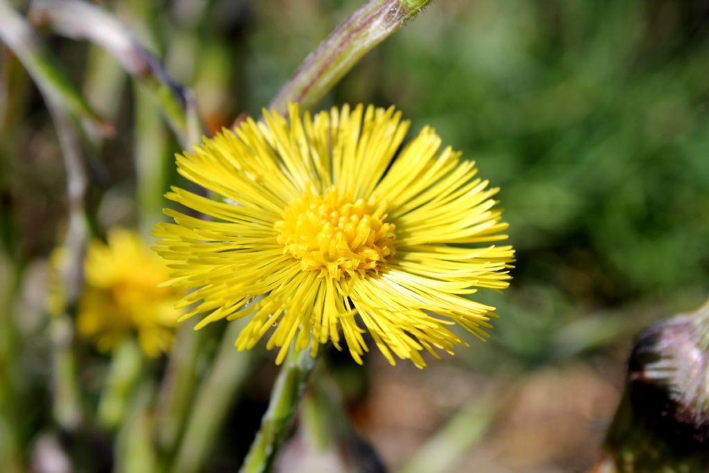 Tussilago farfara / Tossilaggine